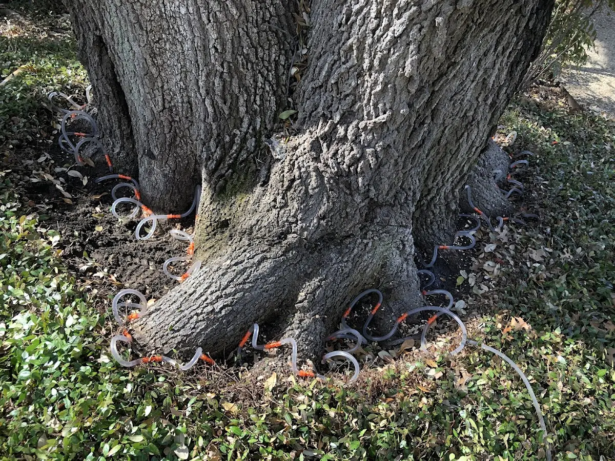 Detailed Tree Cabling and Bracing job site in Raccoon