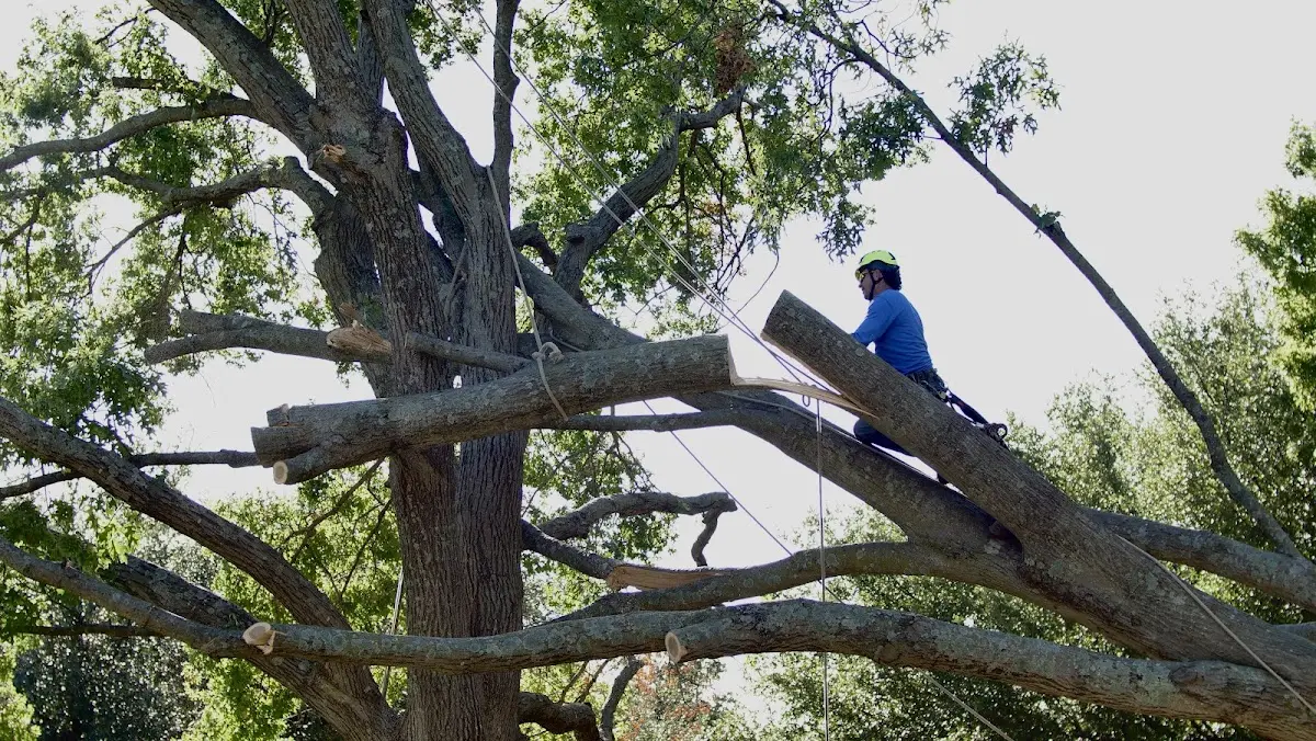 Professional Hazardous Tree Removal performed by certified arborists in Raccoon