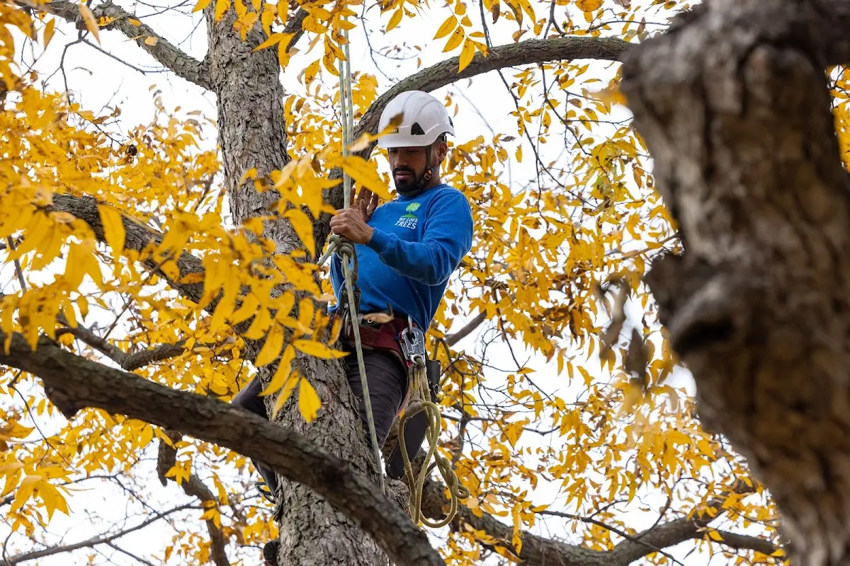 Skilled Tree Pruning crew working in Raccoon
