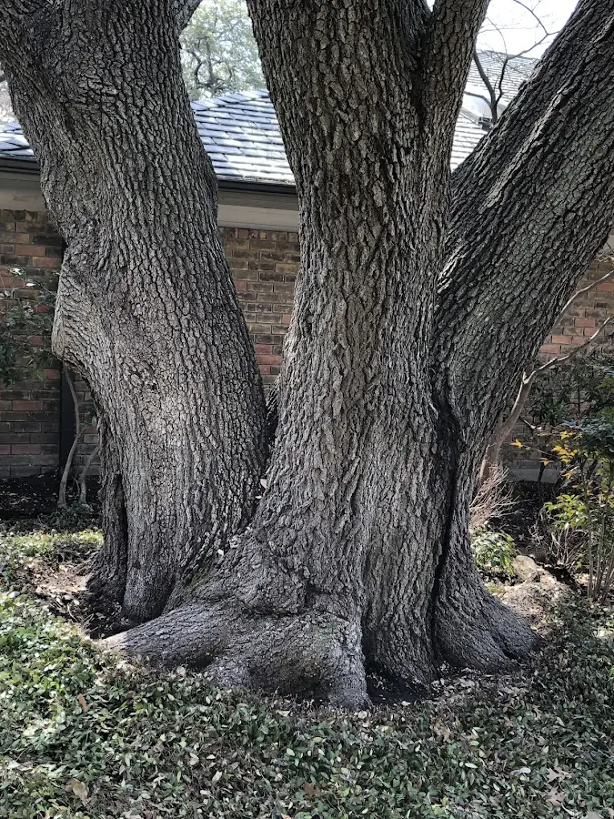 Mature heritage tree close to a Raccoon property cared for by certified arborists